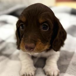 Twig - Piebald male Dachshund puppy in Gentry, Arkansas from Sweet As Pie Doxies