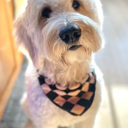 Goldendoodle Puppies from Whidbey Goldendoodles