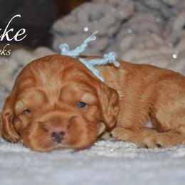 Lake - Red male Cockapoo puppy in Myerstown, Pennsylvania from The Cocker Cingdom