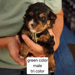 Green collar Theo - Tri-color male Bernedoodle puppy in Fairmount, Indiana from Capens' Doodles,Poodles and Poo's