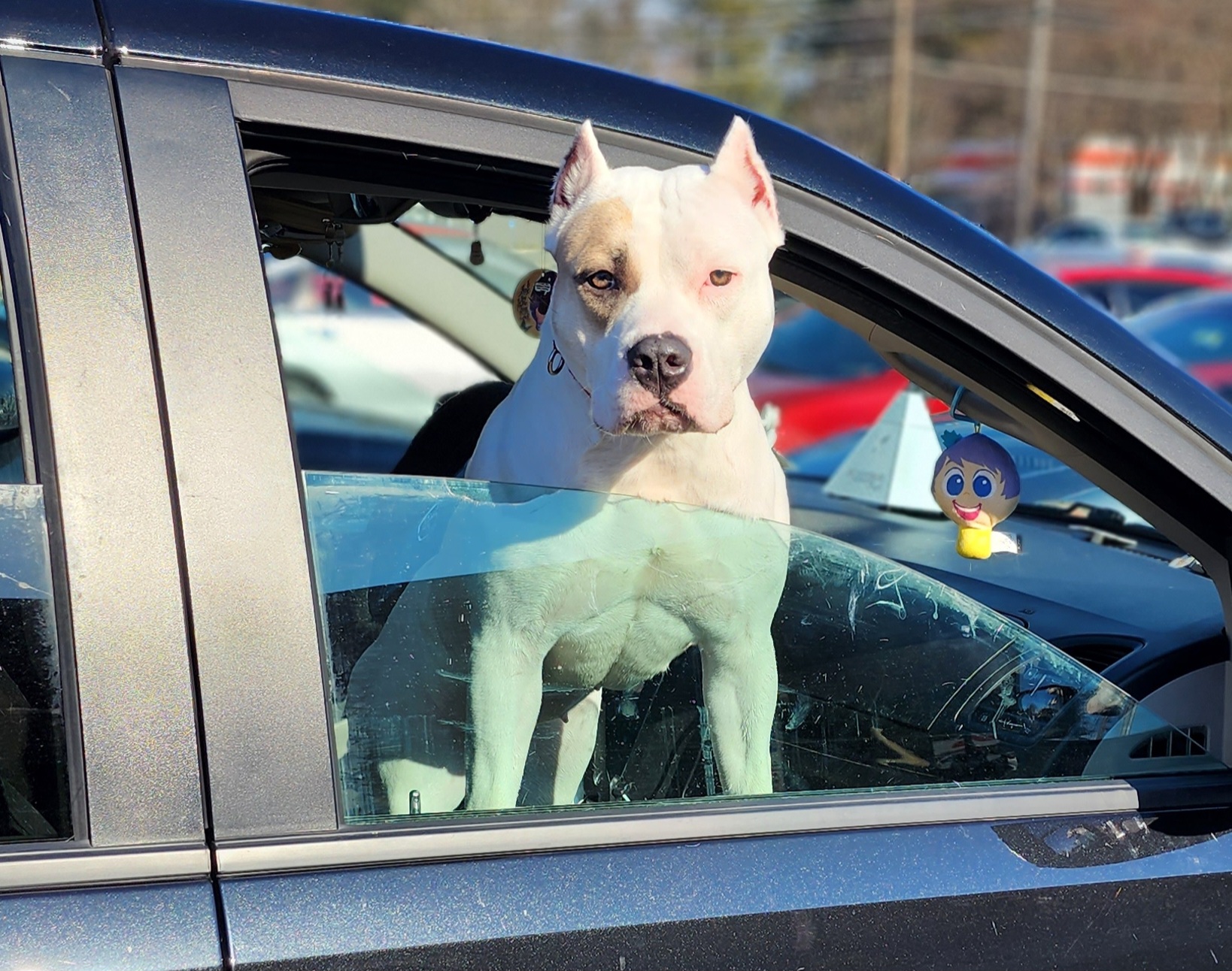 ODB's Divine Manifestation - Blue fawn American Bully puppy in Saratoga Springs, New York from Oily Drop Bullies