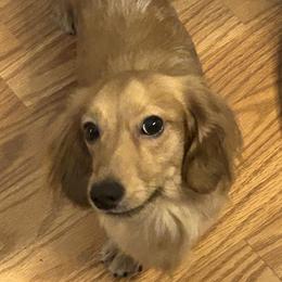 Dachshunds from It’s just a wiener dachshund