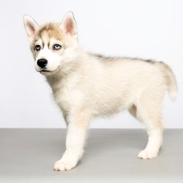 Rosalind - Gray and white female Siberian Husky puppy in Meadow Vista, California from Thistle Hill Siberians