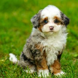 Ginger - Merle female Bernedoodle puppy in Dundee, Ohio from Down Home Doodle
