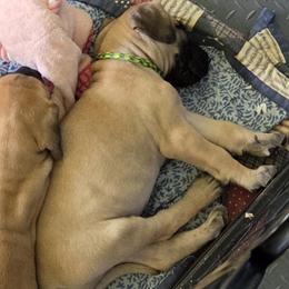 Green collar Girl - Fawn female Great Dane puppy in Hickman, Kentucky from Tidal Wave Danes