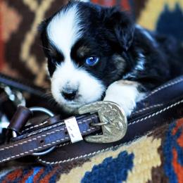 Marshmellow Pie - Black tri-color female Australian Shepherd puppy in Paola, Kansas from Tiz Ranch