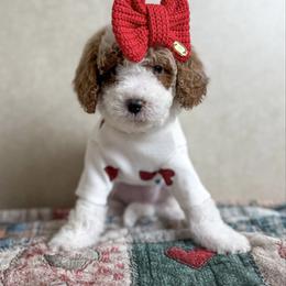 Jingle - Parti female Goldendoodle puppy in Warsaw, Ohio from Lovabledoodles
