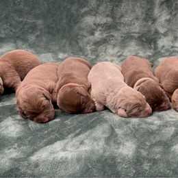6th born - Chocolate male Labrador Retriever puppy in Antwerp, Ohio from Clark’s Loyal Labradors