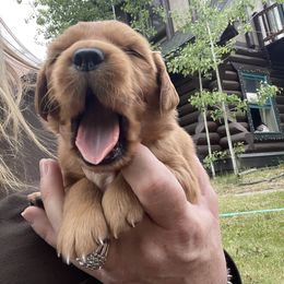 Golden Retriever Puppies from Charlottes Goldens