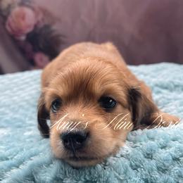 Carmine - Dapple male Dachshund puppy in Jena, Louisiana from Amy’s Mini Doxies