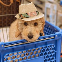 Poodles from Patch of Pines