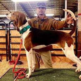 Karma - Treeing Walker Coonhound