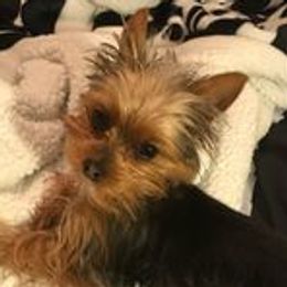Koko - Yorkshire Terrier