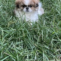 Pekingese Puppies from Della Serra Pekingese
