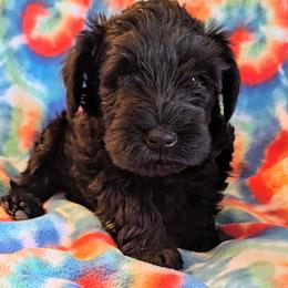 Girl 1 - female Miniature Schnauzer puppy in Monroe, Virginia from Stadtler Miniature Schnauzers