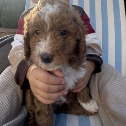 Labradoodle Puppies from California Double Doodles