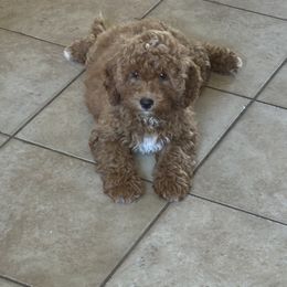 Goldendoodle Puppies from Lynn Fontaine