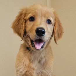 Golden Retrievers from Piedmont Golden Retrievers