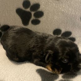 Tyler - Black and silver male Miniature Schnauzer puppy in Robstown, Texas from Alves Miniature Schnauzers