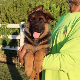 Boy 3 - Black and red male German Shepherd puppy in Stockton, California from Zaragoza German Shepherds