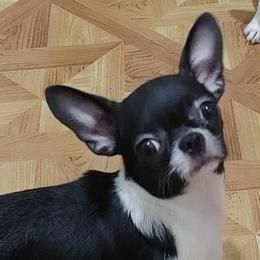 MASHA - Chihuahua