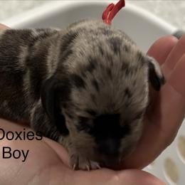 Red Collar - Dapple male Dachshund puppy in Belfair, Washington from Devoted Doxies, Lorraine’s Yorkies