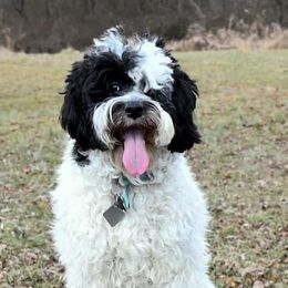 Willow - Australian Labradoodle
