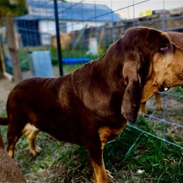 Scout - Bloodhound