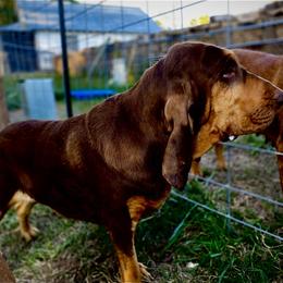 Scout - Bloodhound