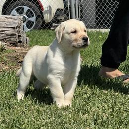 Labrador Retriever Puppies from GoFetchLabs