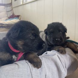 German Shepherd Puppies from Oahu German Shepherds