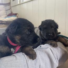 German Shepherd Puppies from Oahu German Shepherds