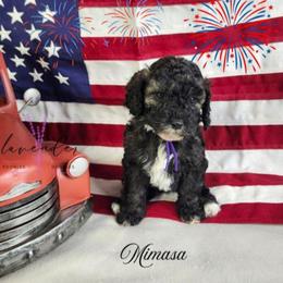 Mimosa - Sable female Cockapoo puppy in Mancelona, Michigan from Lavender poodles & doodles