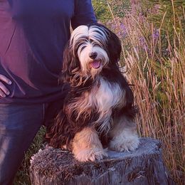 Cinnamon - Tibetan Terrier