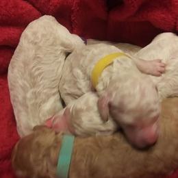 Poodle Puppies from Barbi's Standards