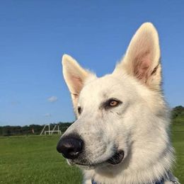 German Shepherds from Freedom Fang K9