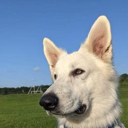 German Shepherds from Freedom Fang K9