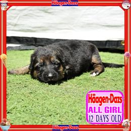 HAAGEN DAZS  PURE CUTIE - Black and red female German Shepherd puppy in Murrieta, California from Diamond Oaks German Shepherds
