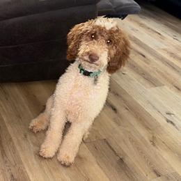 Zoey - Goldendoodle