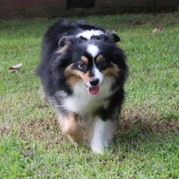 Fluffy - Toy Australian Shepherd