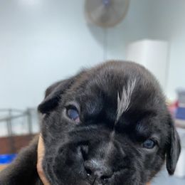 Boxer Puppies from Furevermore Boxers