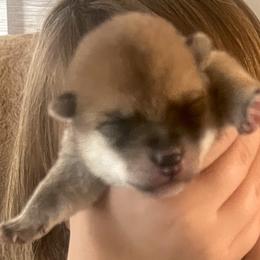 Stella Alpha Girl 4 (Echo) - Red female Shiba Inu puppy in Brecksville, Ohio from Shomaisou Shiba Inu