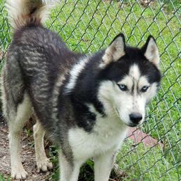 Ranger - Siberian Husky