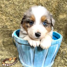 Tazz - Blue merle male Australian Shepherd puppy in Vail, Iowa from Homegrown Huskies