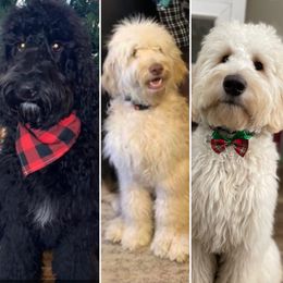 Goldendoodle All Grown Up from Orange Blossom Doodles