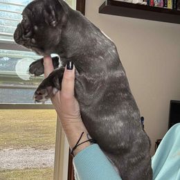 Rowan - Brindle and white male French Bulldog puppy in Louisville, Kentucky from Nelson’s Fancy Frenchies and Bulldogs