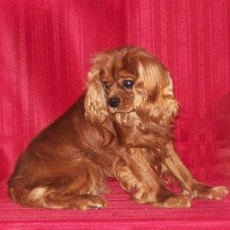 Cavalier King Charles Spaniels from La Bella Rose Kennels