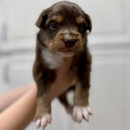 Pancake - Black tri-color male Australian Shepherd puppy in Odessa, Texas from Yucca Blossom Pups
