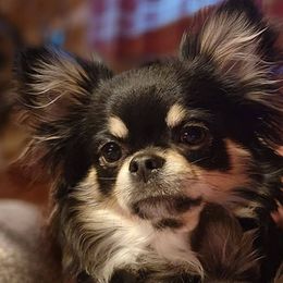 Zoey - Chihuahua