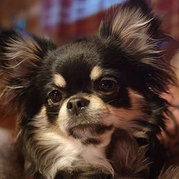 Zoey - Chihuahua